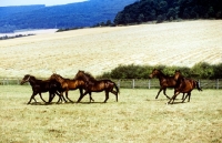 Picture of group of young trakehners at webelsgrund