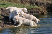 Picture of group of young wet Golden Retrievers