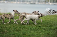 Picture of group of young Whippet puppies with plastic bag