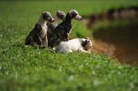 Picture of group of young Whippet puppies sitting near riverside