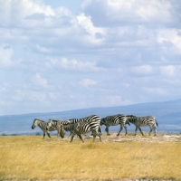 Picture of group of zebras walking together