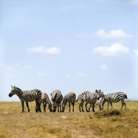 Picture of group of zebras
