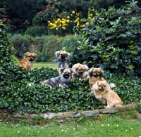 Picture of group tibetan spaniels from braeduke sitting in the shrubbery