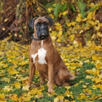 Picture of grumpy looking boxer sat in yellow leaves in autumn