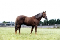 Picture of grundy, racehorse, at the national stud