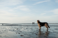 Picture of GSD majestically watching people in the distance on the beach.