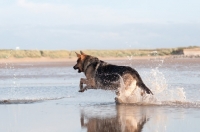 Picture of GSD running through sea water after a toy