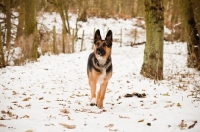 Picture of GSD x Collie dog in snowy forest