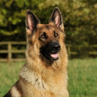 Picture of gsd