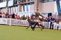 Picture of GSP "Morgan" SHCH KAVACANNE TOFF AT THE TOP JW being shown in the YKC ring at Crufts 2012