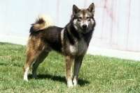 Picture of gsuk, siberian laika looking at camera