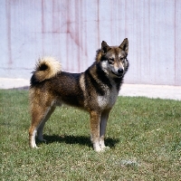 Picture of gsuk, siberian laika standing on grass