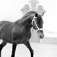 Picture of guapo, alter-real horse in spain 