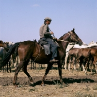 Picture of guardian with taboon of tersk mares & foals at stavropol stud, russia