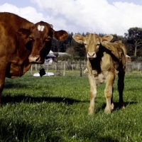 Picture of guernsey  cow with calf