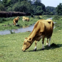 Picture of guernsey  cows grazing beside a stream