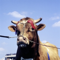 Picture of guernsey bull at show