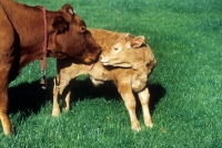 Picture of guernsey calf and mother