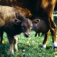 Picture of guernsey calf with mother looking at camera
