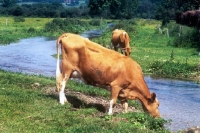 Picture of guernsey cattle at a riverside