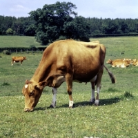 Picture of guernsey cow eating grass