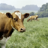 Picture of guernsey cow in field
