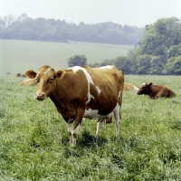 Picture of guernsey cow in herd in field