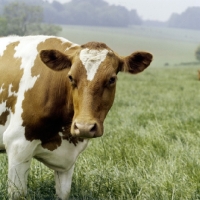 Picture of guernsey cow looking at camera