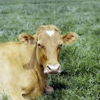 Picture of guernsey cow lying in field, portrait