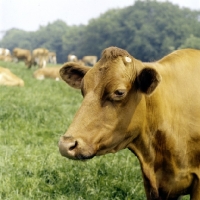 Picture of guernsey cow portrait