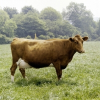 Picture of guernsey cow standing in a field, side view
