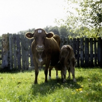 Picture of guernsey cow with calf drinking
