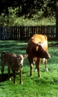 Picture of guernsey cow with calf