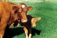 Picture of guernsey cow with her calf