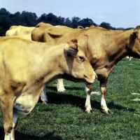 Picture of guernsey cows