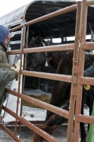 Picture of guiding Morgan horse into trailer