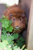 Picture of Guinea Pig eating clover