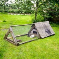 Picture of guinea pig in an ark