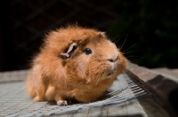 Picture of Guinea Pig looking aside