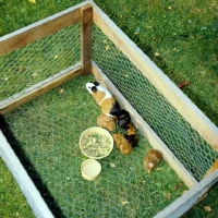 Picture of guinea pigs in a run on grass with food and water