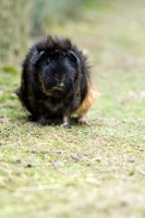 Picture of Guinea Pig