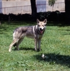 Picture of Guzzi Lupo Zwart van Helmond,  saarloos wolfhound looking at camera