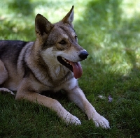 Picture of Guzzi Lupo Zwart van Helmond,  saarloos wolfhound close up on grass
