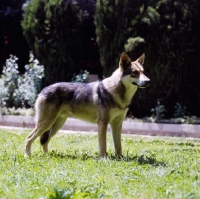 Picture of guzzi lupo zwart van helmond,  saarloos wolfhound on grass