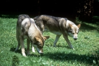 Picture of guzzi lupo zwart van helmond and friend, saarloos wolfhounds