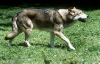 Picture of guzzi lupo zwart van helmond, saarloos wolfhound walking