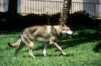 Picture of guzzi lupo zwart van helmond, saarloos wolfhound prowling along