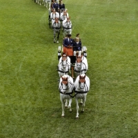 Picture of gyorgy bardos driving a team of lipizzaners at zug
