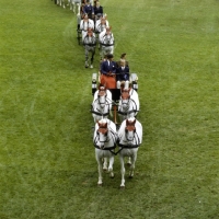 Picture of gyorgy bardos driving a team of lipizzaners at zug
