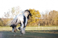Picture of Gypsy Vanner back view